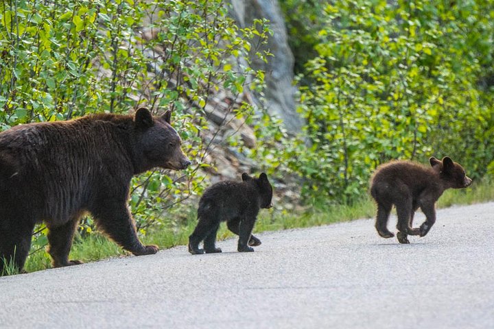 Jasper Wildlife and Sightseeing Tour with Maligne Lake Hike