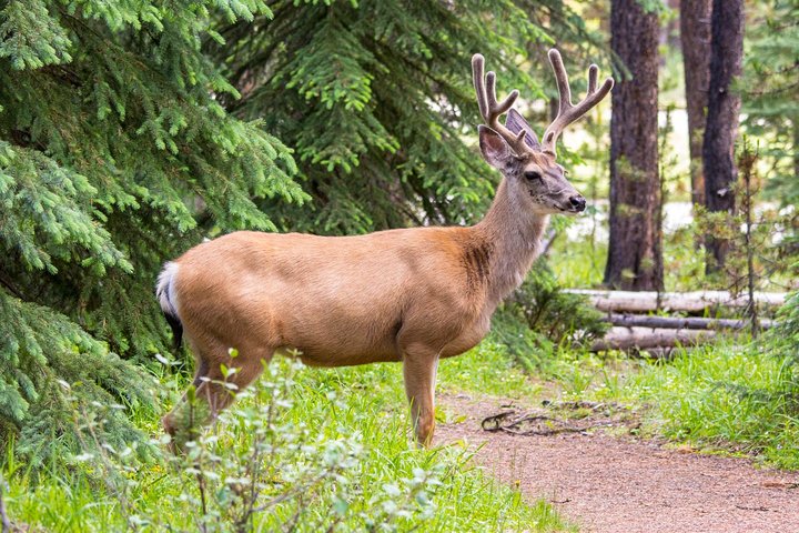 Jasper Wildlife and Sightseeing Tour with Maligne Lake Hike