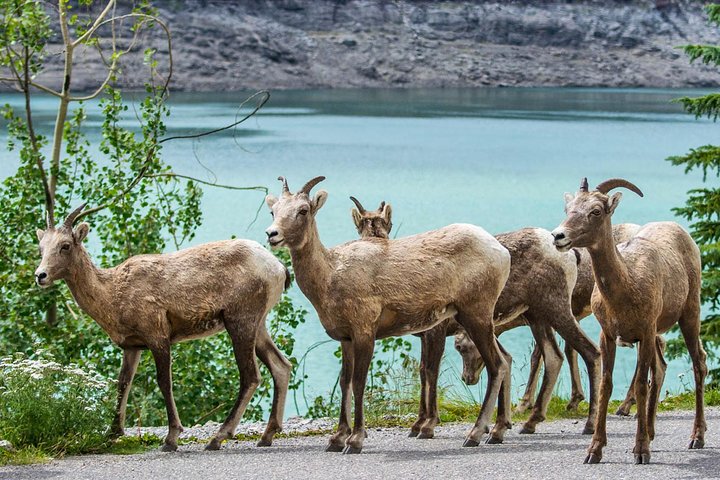Jasper Wildlife and Sightseeing Tour with Maligne Lake Hike