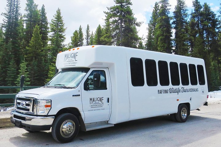 Jasper Wildlife and Sightseeing Tour with Maligne Lake Hike