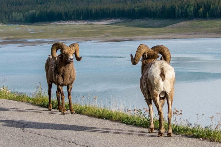 Jasper Wildlife & Sightseeing Tour with Maligne Lake Cruise