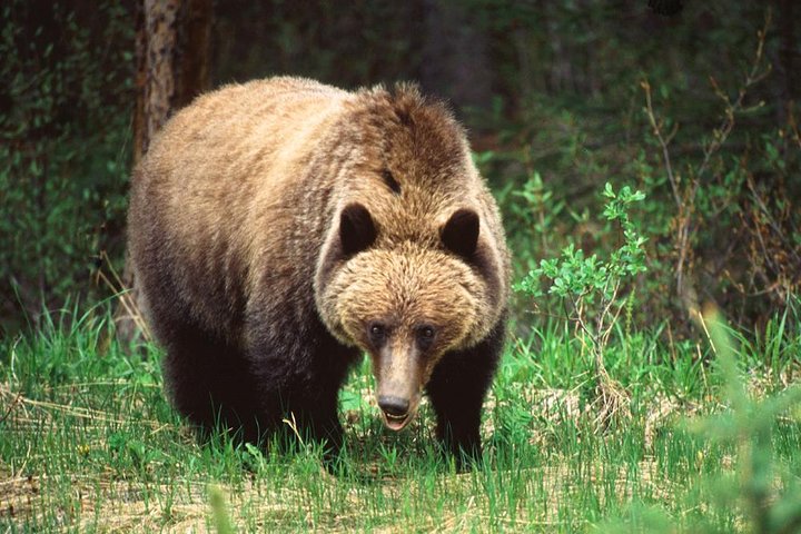 Jasper Wildlife & Sightseeing Tour with Maligne Lake Cruise