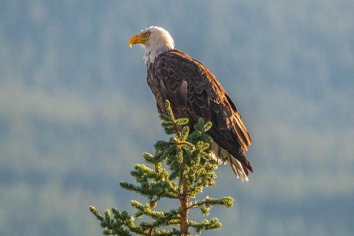Jasper Wildlife & Sightseeing Tour with Maligne Lake Cruise