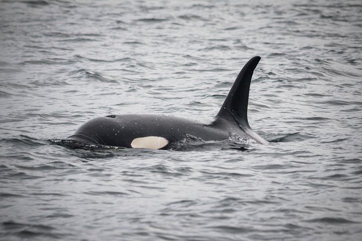 Wildlife Viewing, Sightseeing and Whale Watching Quest