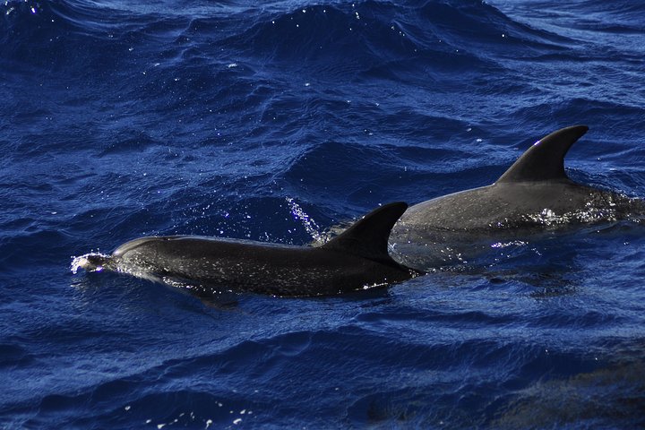 Odyssee 3: The Glass Bottom Boat Tour in Fuerteventura