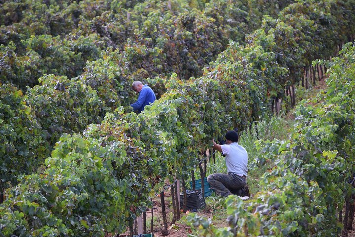 Guided Wine and Olive oil tasting