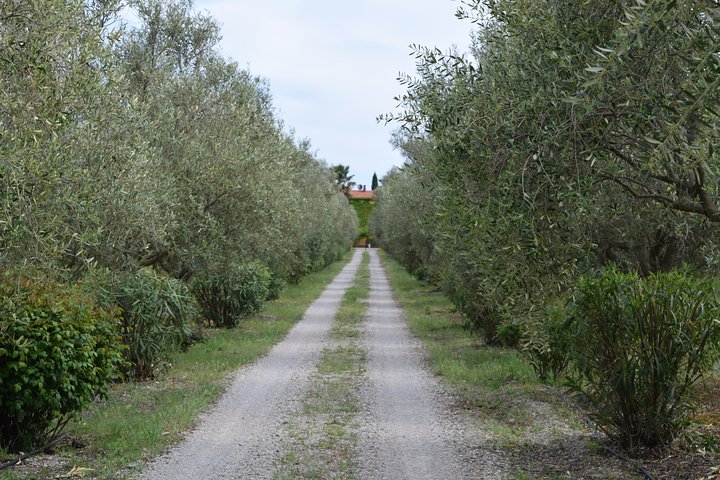 Guided Wine and Olive oil tasting