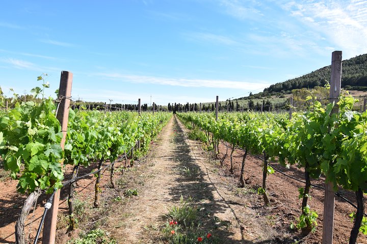 Guided Wine and Olive oil tasting