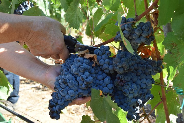 Guided Wine and Olive oil tasting