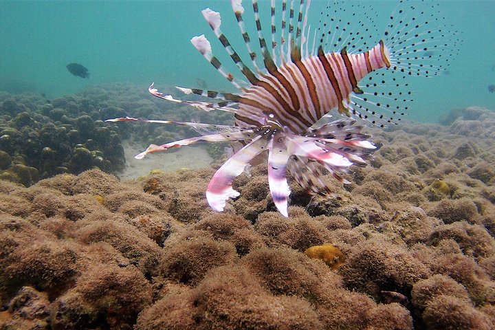 Local Reef Snorkelling and Deserted Beach