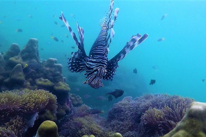 Local Reef Snorkelling and Deserted Beach