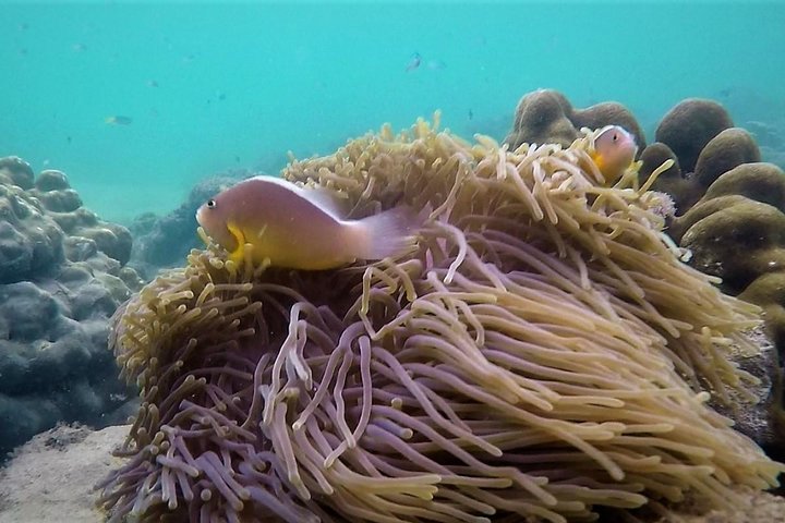 Local Reef Snorkelling and Deserted Beach