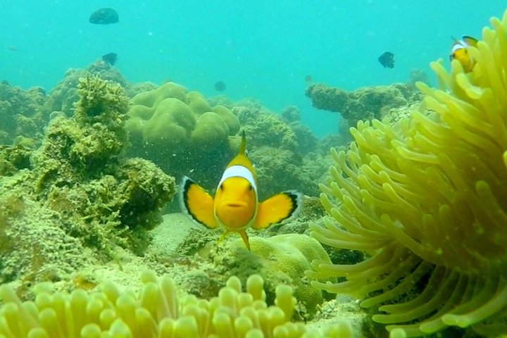Local Reef Snorkelling and Deserted Beach