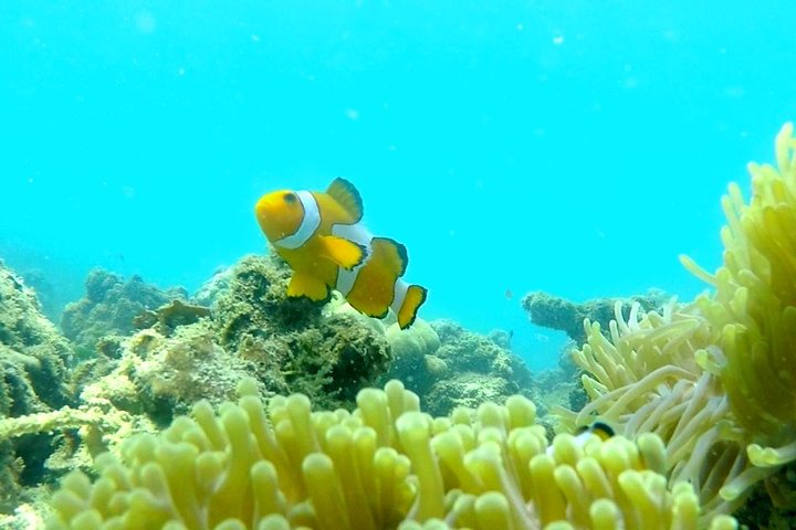 Local Reef Snorkelling and Deserted Beach
