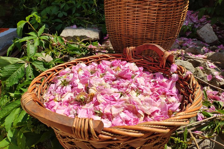 Picking Roses Workshop & Extracting Rose Oil in the Rose Valley