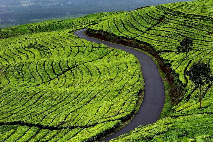 Active Volcano, Rice Field, Hot Spring, Fruit market, Tea Plantation with Lunch