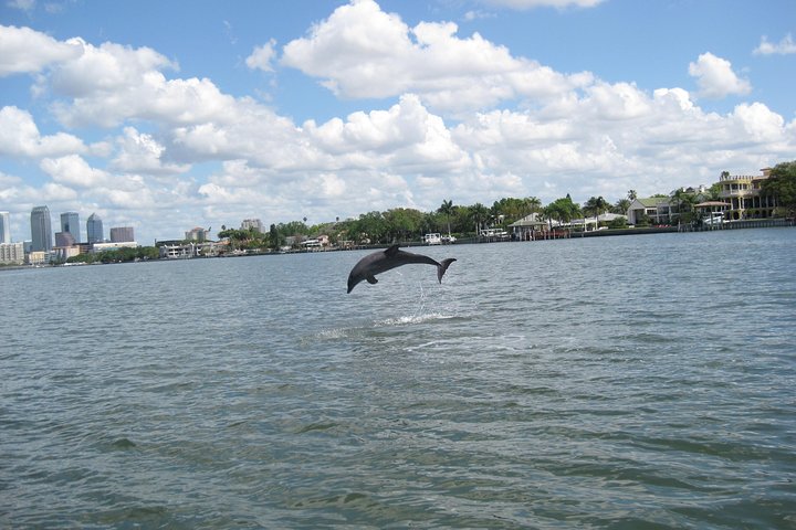 1.5-hour Dolphin Sightseeing Cruise from Tampa