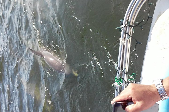 1.5-hour Dolphin Sightseeing Cruise from Tampa