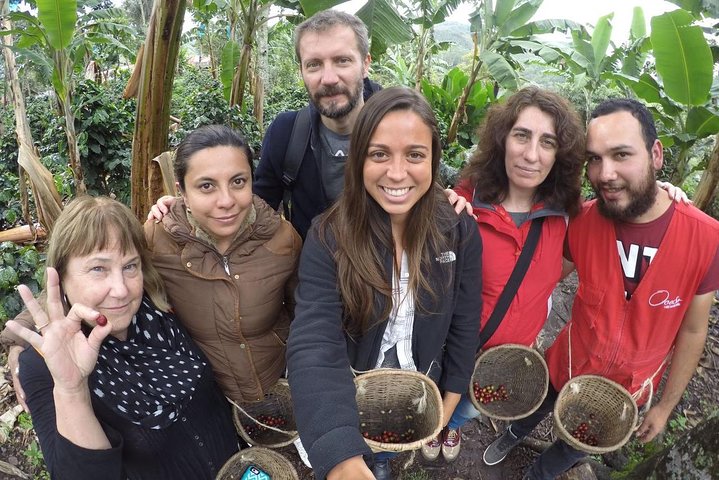 Full-Day Private Coffee Tour in Cocora Valley and Salento