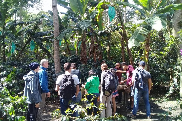 Full-Day Private Coffee Tour in Cocora Valley and Salento