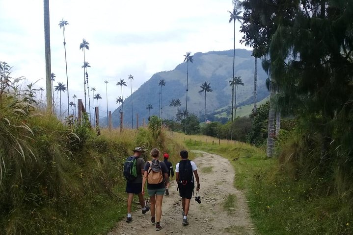Full-Day Private Coffee Tour in Cocora Valley and Salento