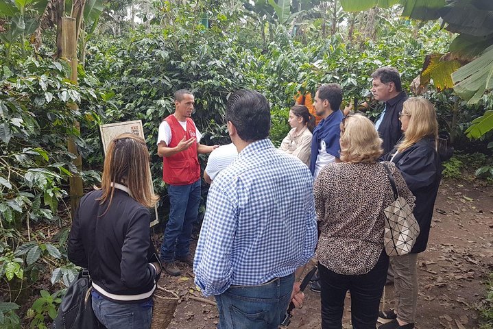 Full-Day Private Coffee Tour in Cocora Valley and Salento
