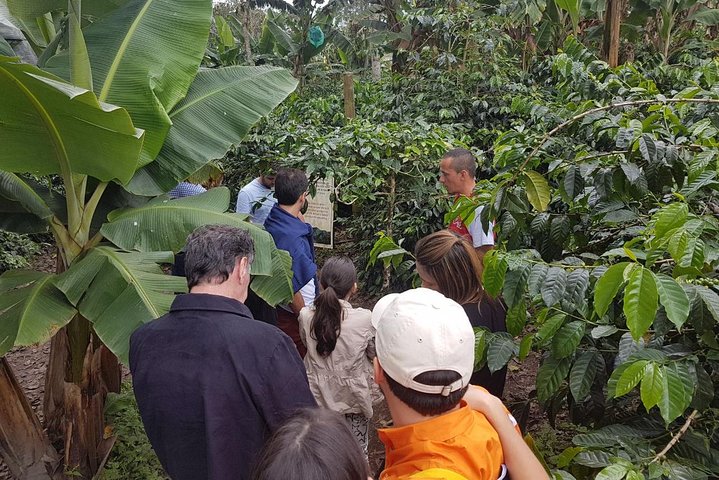 Full-Day Private Coffee Tour in Cocora Valley and Salento