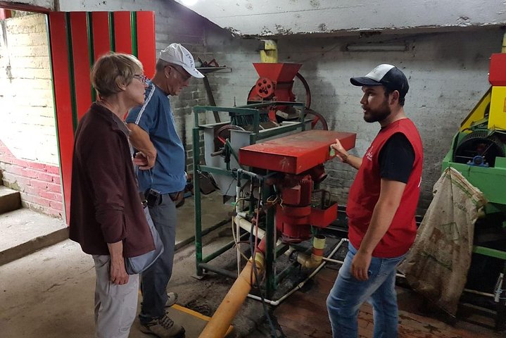 Full-Day Private Coffee Tour in Cocora Valley and Salento