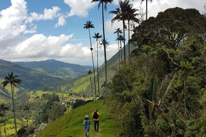 Full-Day Private Coffee Tour in Cocora Valley and Salento