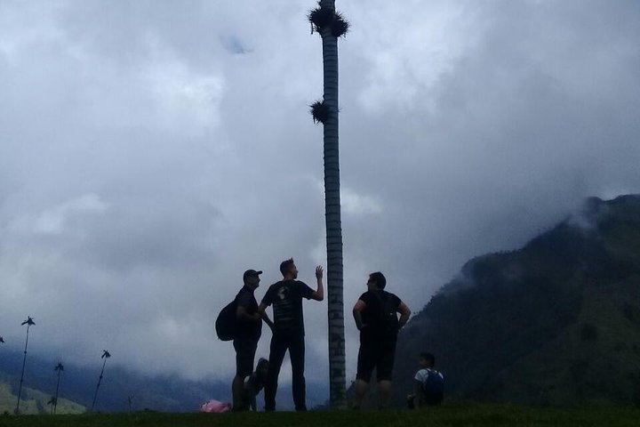 Full-Day Private Coffee Tour in Cocora Valley and Salento