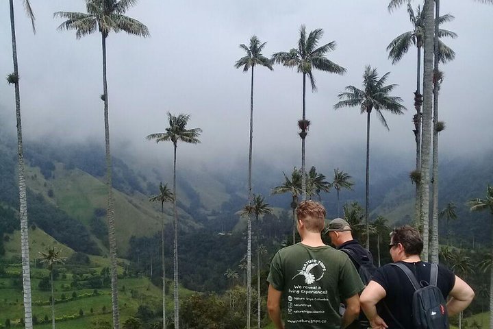 Full-Day Private Coffee Tour in Cocora Valley and Salento