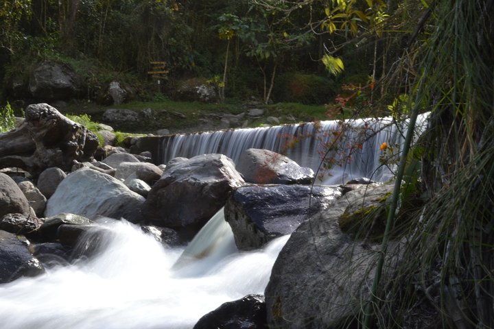 Full-Day Private Coffee Tour in Cocora Valley and Salento