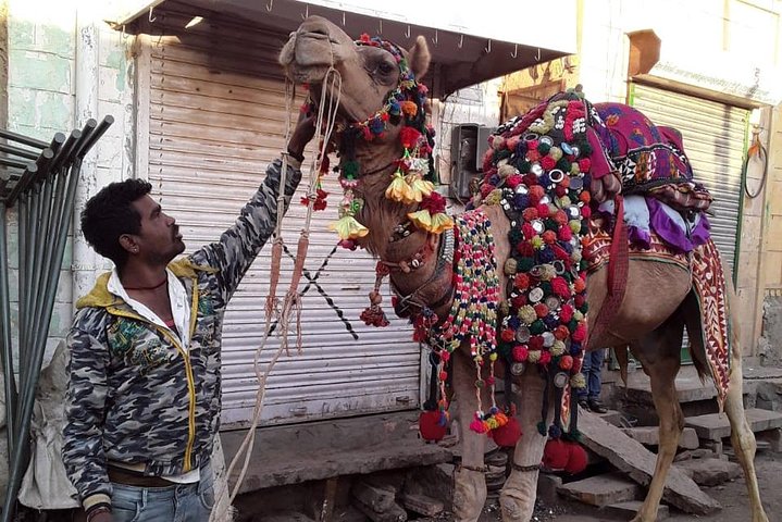 Non-touristic overnight camel safari