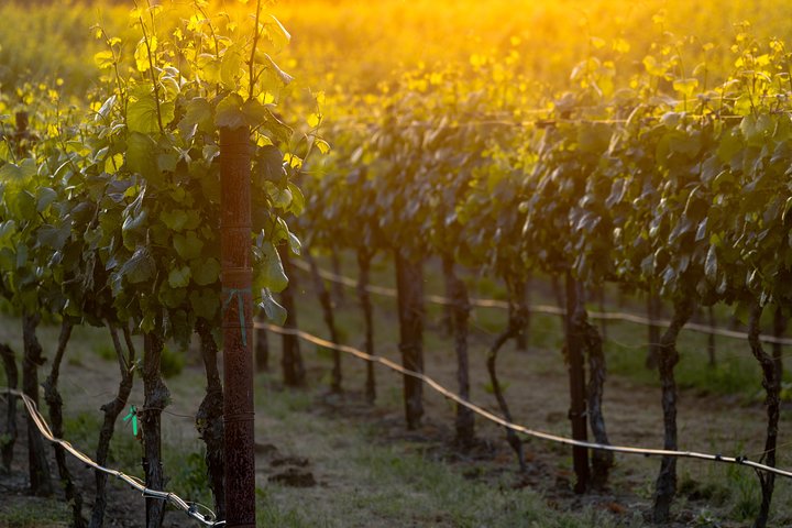 Paso Robles Wine Adventure within the Paso Robles Wine Region