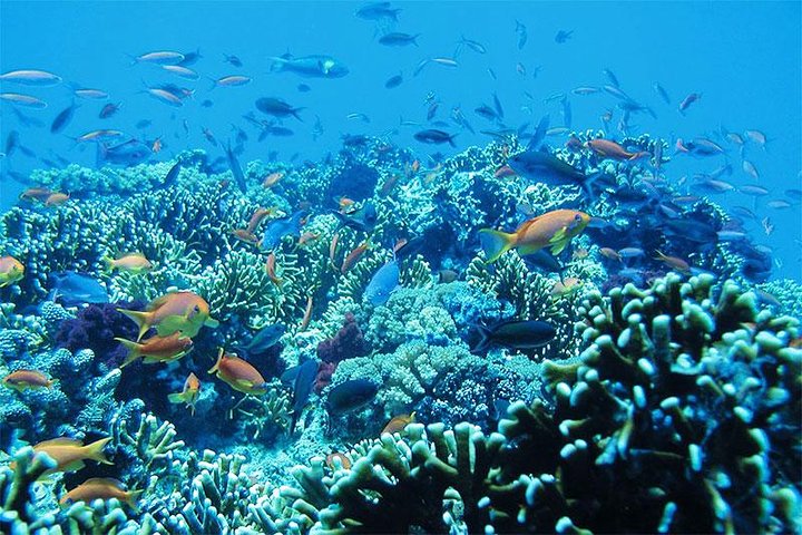 Bali Blue Lagoon Snorkeling with Lunch & Private Hotel Transfer
