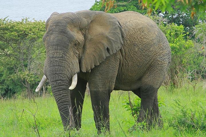 1 Day Akagera Wildlife Safari( Pick up and drop off))