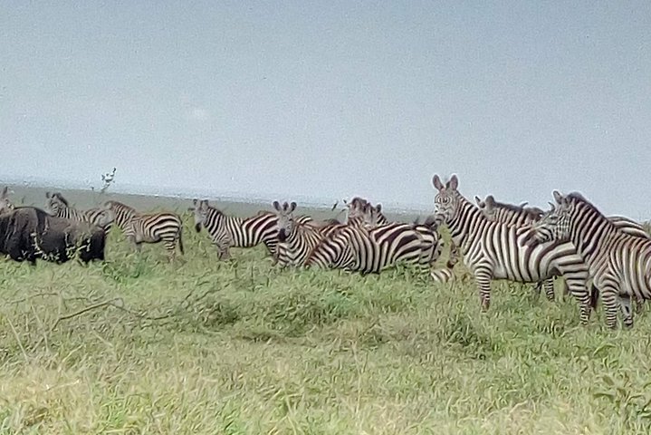 2 Days Selous Game Reserve from Zanzibar