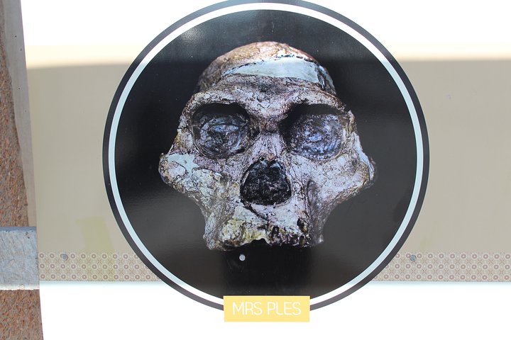 Cradle of Humankind Tour:Sterkfontein Caves & Maropeng Experience