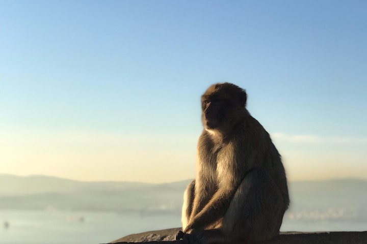 Gibraltar Sightseeing: Premium Rock Tour / Shore Excursion (Private)