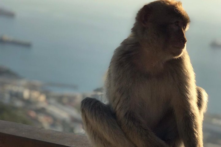 Gibraltar Sightseeing: Premium Rock Tour / Shore Excursion (Private)