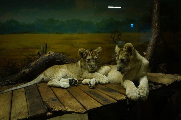 EVERLAND "From Hotel to Hotel" [Premium Private Tour: Only One Group for You]