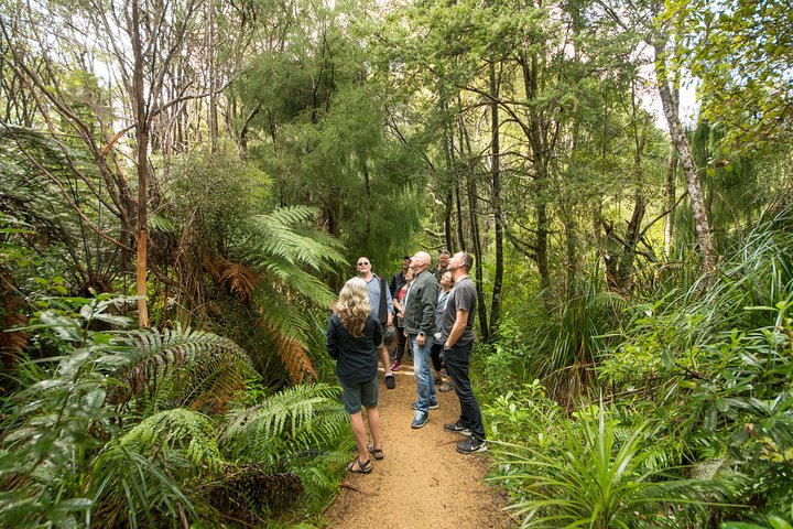 Afternoon Piha Beach and Rainforest Tour from Auckland