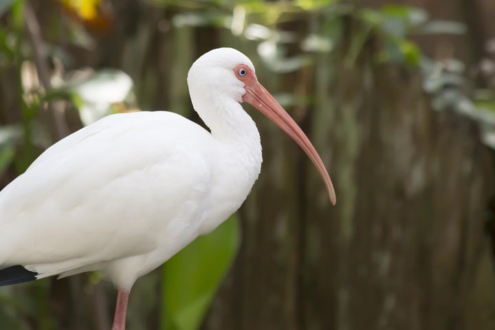 Savannah to Tybee Island with Dolphin Cruise