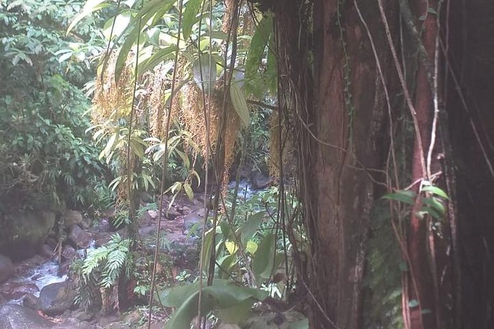 North Island Tour and Martinique Best Secret