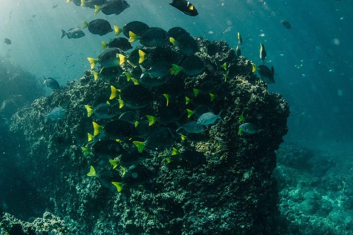 Small Group Scuba Diving Los Arcos from Sayulita