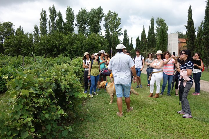 Wine Tour Privado a Colonia Caroya, Córdoba - Argentina