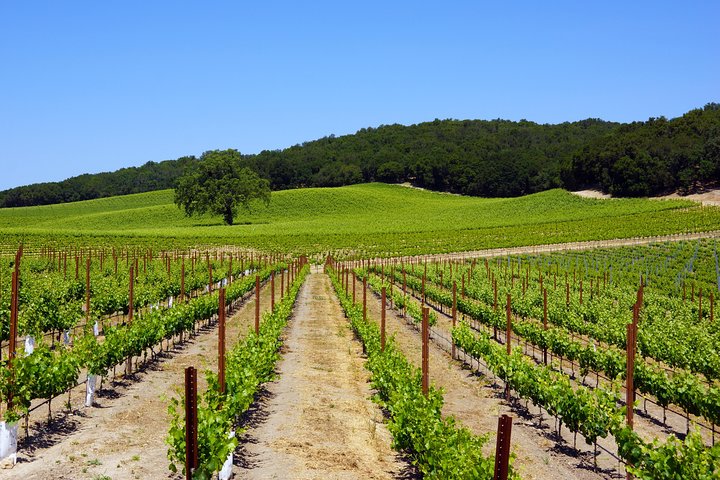 Paso Robles Wine Adventure within the Paso Robles Wine Region