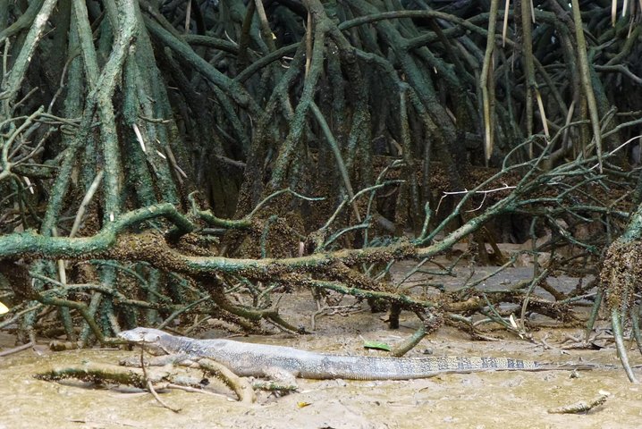 Private Proboscis Monkey & Water Village Tour