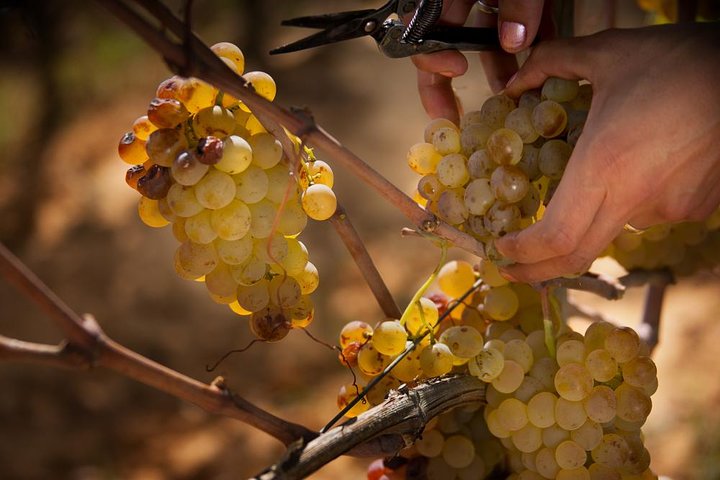 Champagne Cellar tour and tasting