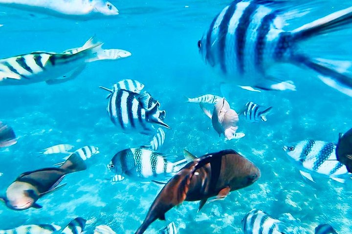 All Inclusive : Bali Blue Lagoon Snorkeling, Lunch, and Transport